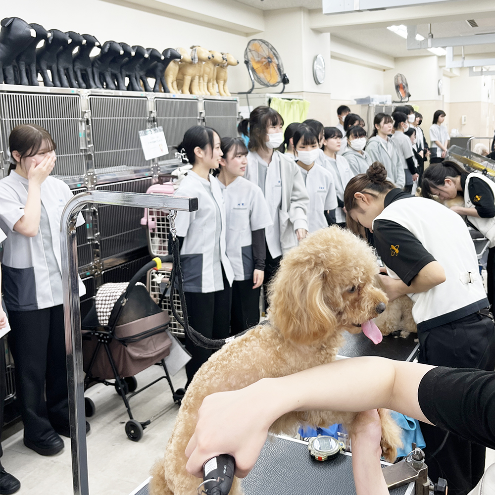 先輩のトリミングを見学☆